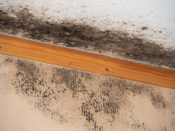 Best Post-Construction Mold Inspection  in Northford, CT
