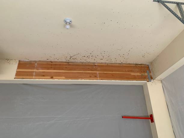 Best Airborne Mold Testing  in Northford, CT