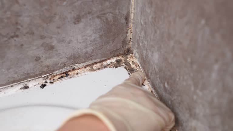 Best Residential Mold Inspection & Testing  in Northford, CT
