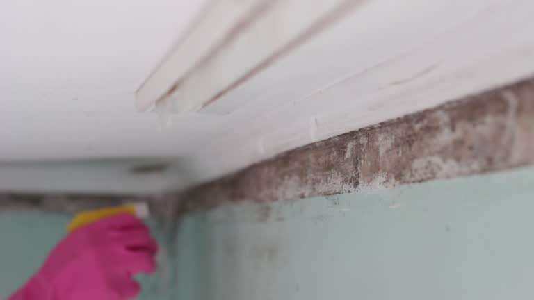 Best Comprehensive Air Testing for Mold Contaminants  in Northford, CT