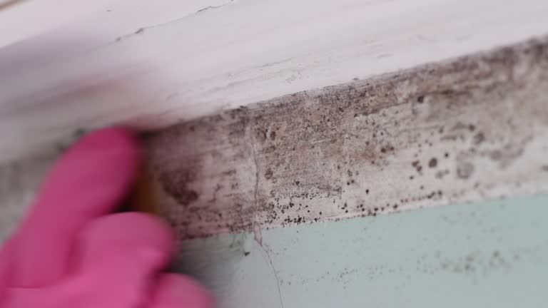 Trusted Northford, CT Mold Removal Experts